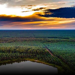 Palm Plantations of Carsons